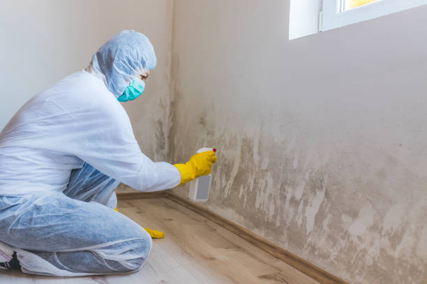 Licensed Mold Inspection And Testing service in Lewisville, TX - Car Mold Remediation