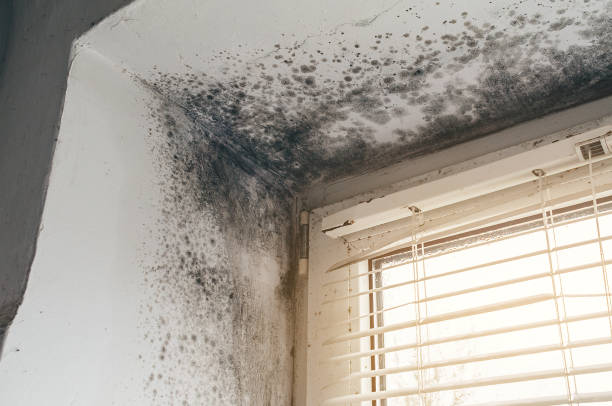Affordable Mold Inspection And Testing solutions in Lewisville, TX